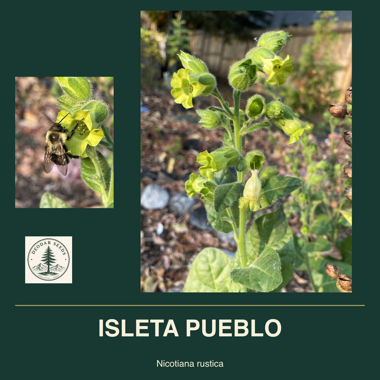 ISLETA PUEBLO Nicotiana rustica seed cover with two views of green leaves and yellow-green flowers.
