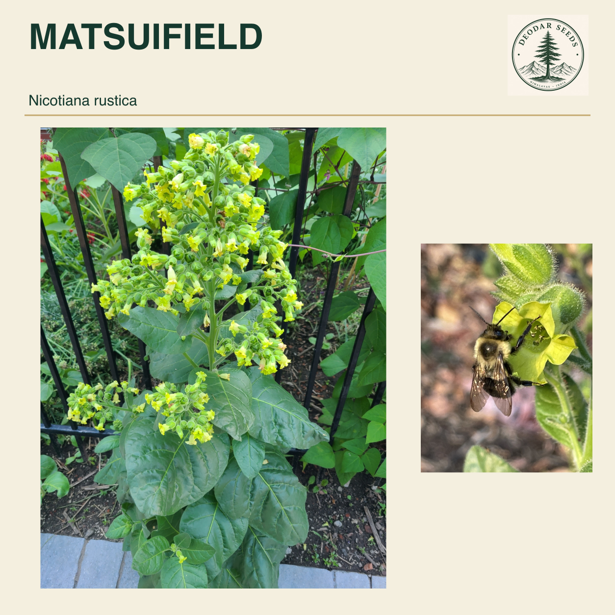 MATSUIFIELD Nicotiana rustica seed cover with two views of green leaves and yellow-green flowers.