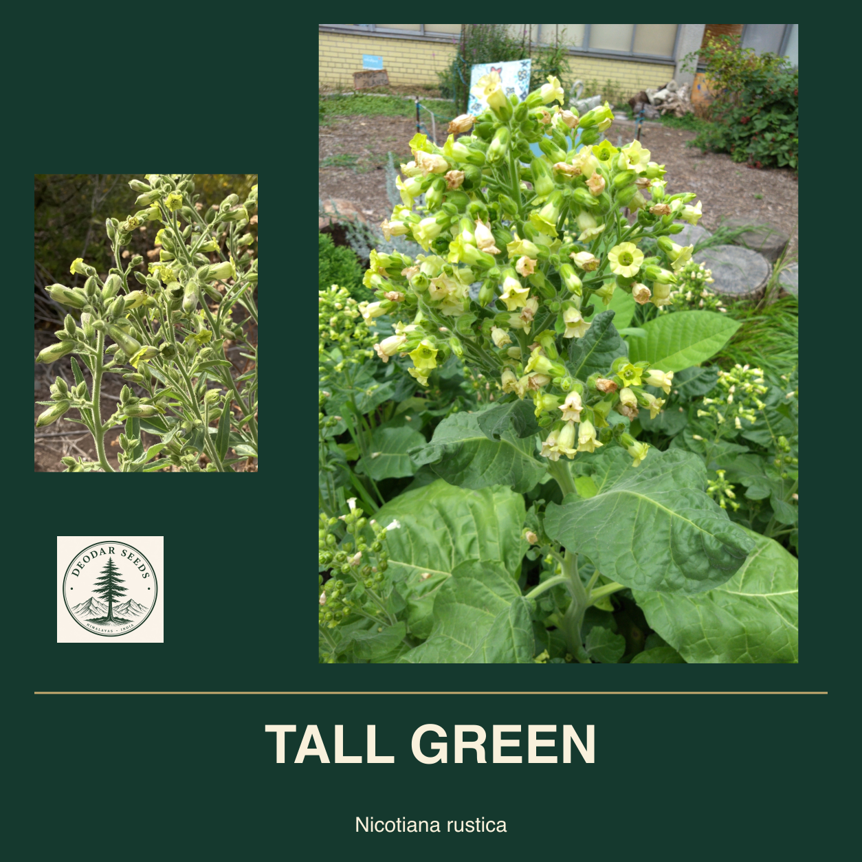 TALL GREEN Nicotiana rustica seed cover with two views of green leaves and yellow-green flowers.