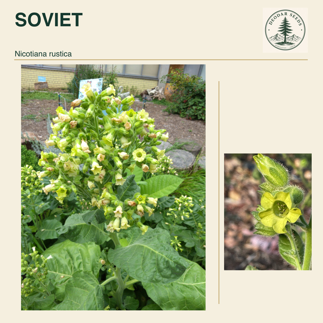 SOVIET Nicotiana rustica seed cover with two views of green leaves and yellow-green flowers.