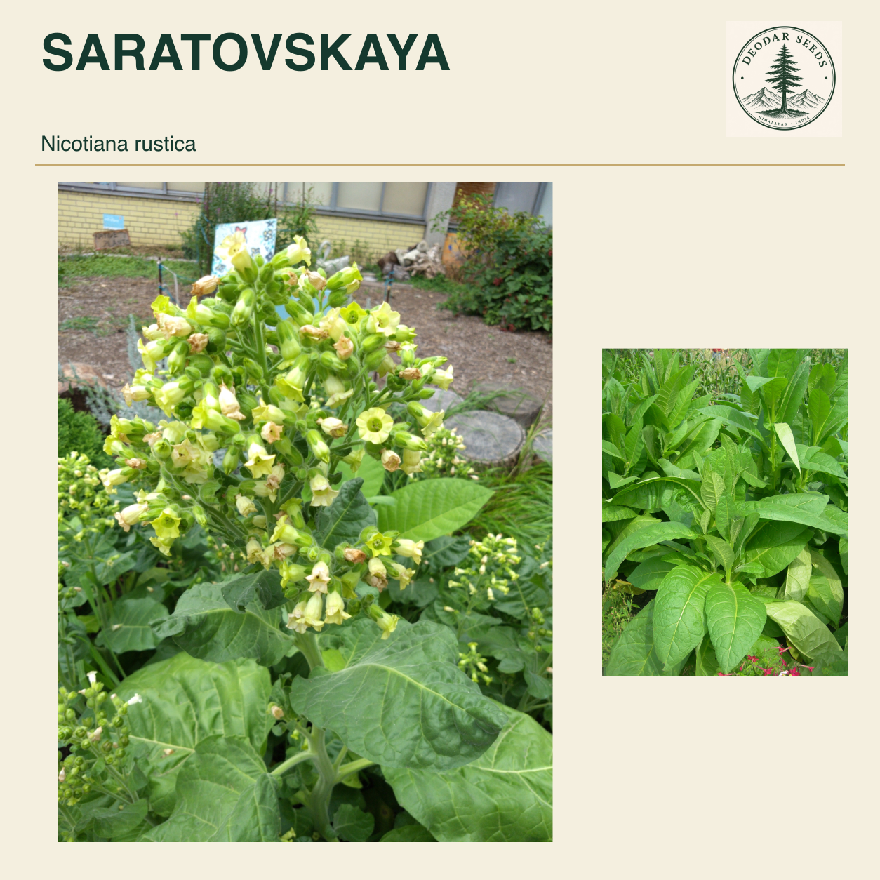 SARATOVSKAYA Nicotiana rustica seed cover with two views of green leaves and yellow-green flowers.