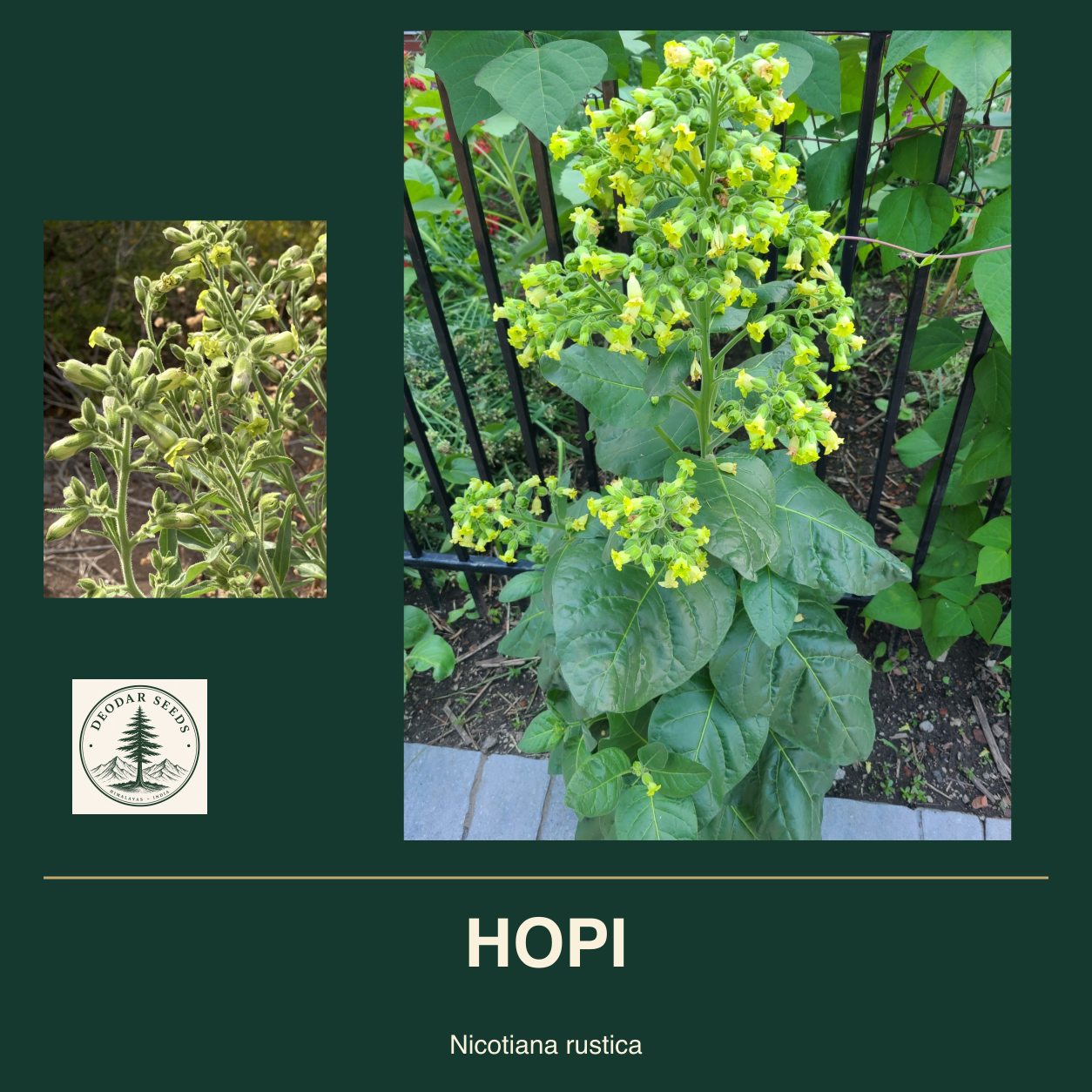 HOPI Nicotiana rustica seed cover with two views of green leaves and yellow-green flowers.