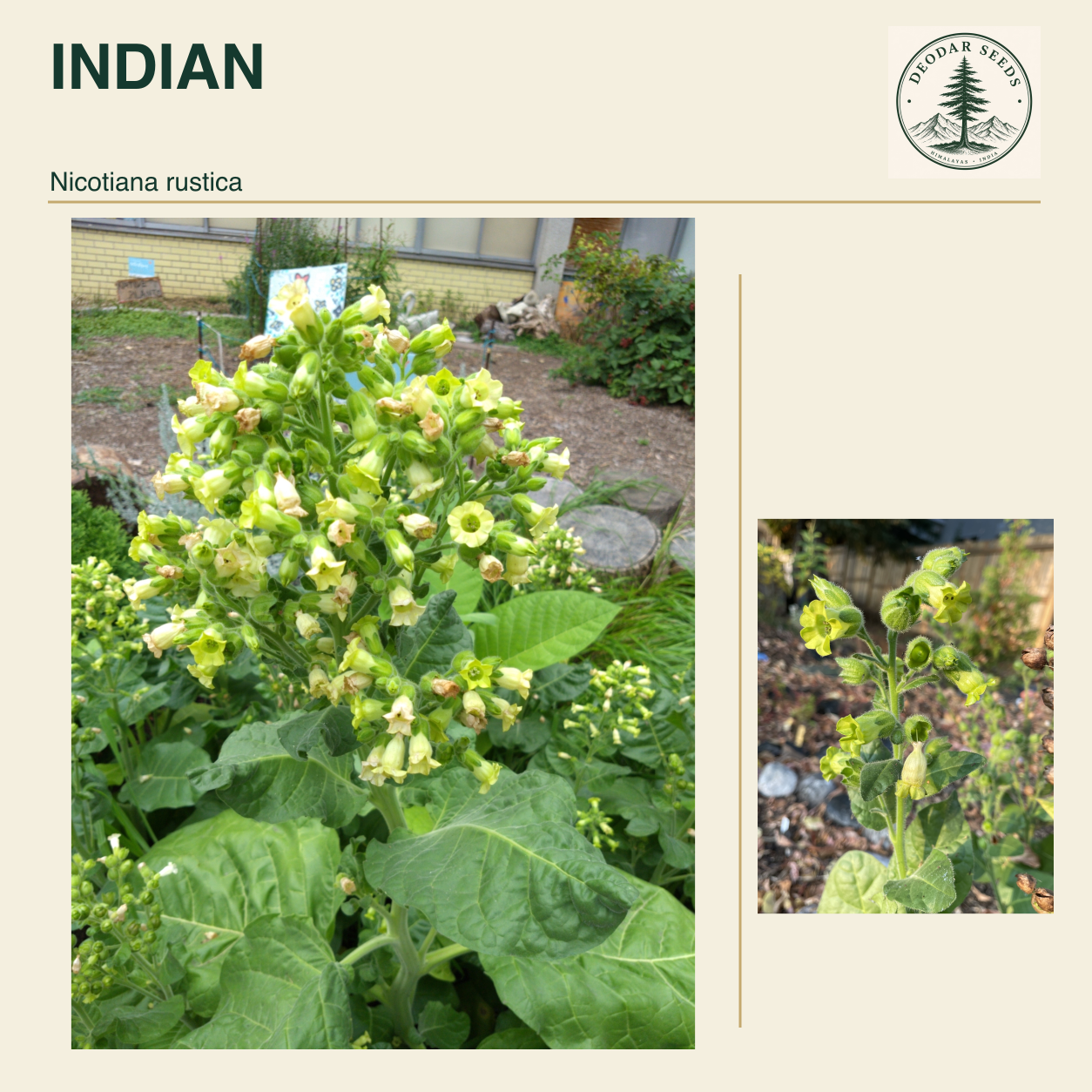 INDIAN Nicotiana rustica seed cover with two views of green leaves and yellow-green flowers.