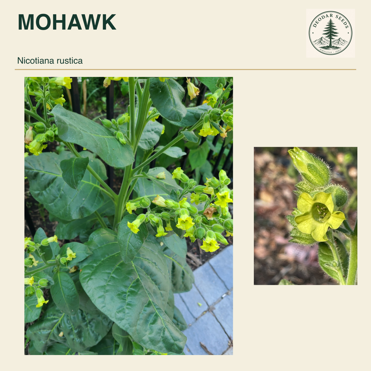 MOHAWK Nicotiana rustica seed cover with two views of green leaves and yellow-green flowers.
