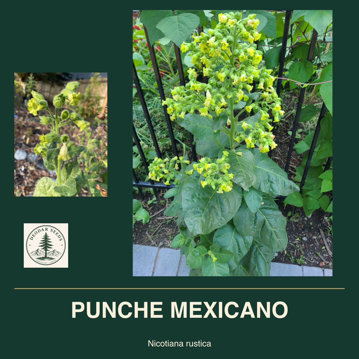 PUNCHE MEXICANO Nicotiana rustica seed cover with two views of green leaves and yellow-green flowers.