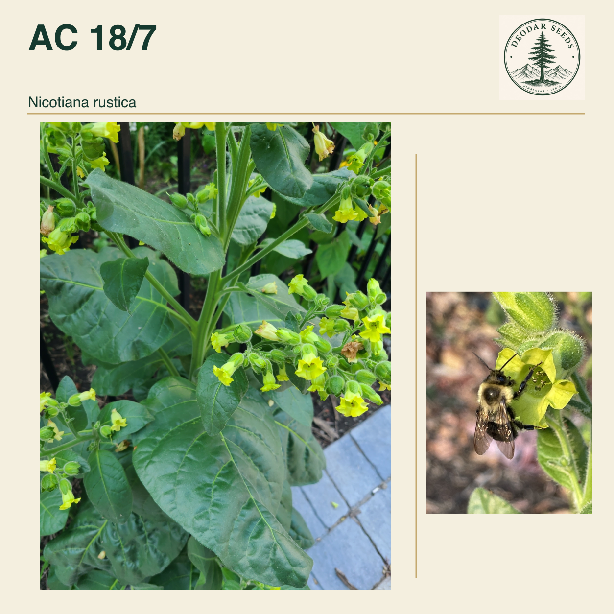 AC 18/7 Nicotiana rustica seed cover with two views of green leaves and yellow-green flowers.