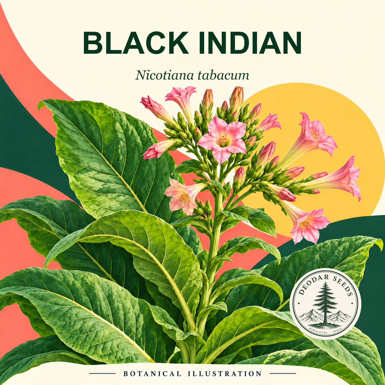 Illustrated cover: BLACK INDIAN (Nicotiana tabacum)